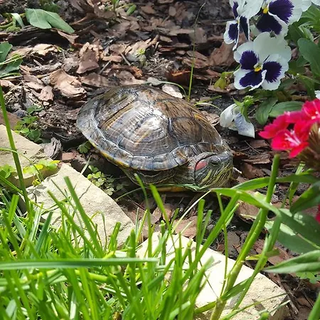 The Wild Fig Шумен