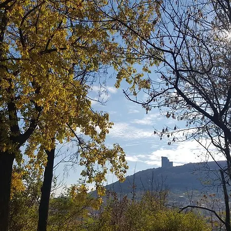 The Wild Fig 3* Шумен