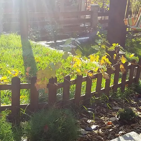 The Wild Fig Гостевой дом Шумен