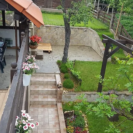 The Wild Fig 3* Шумен