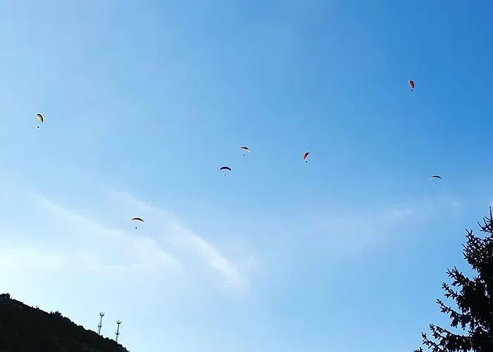 The Wild Fig 3* Sjoemen