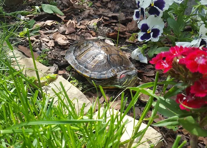 The Wild Fig Sjoemen