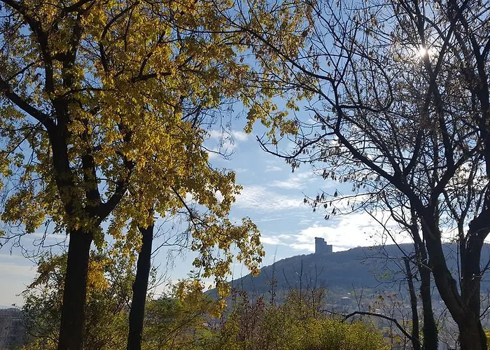 The Wild Fig 3* Sjoemen