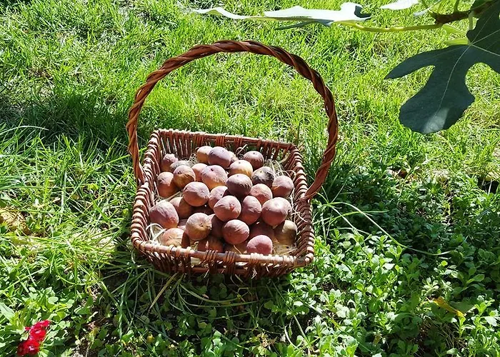 The Wild Fig Gasthuis Sjoemen