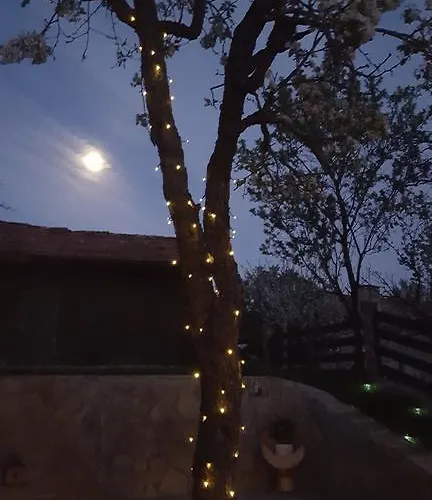 The Wild Fig Sjoemen